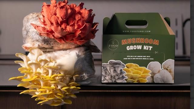 From Waste to Plate: Building a Sustainable Food Business to Transform the Food System