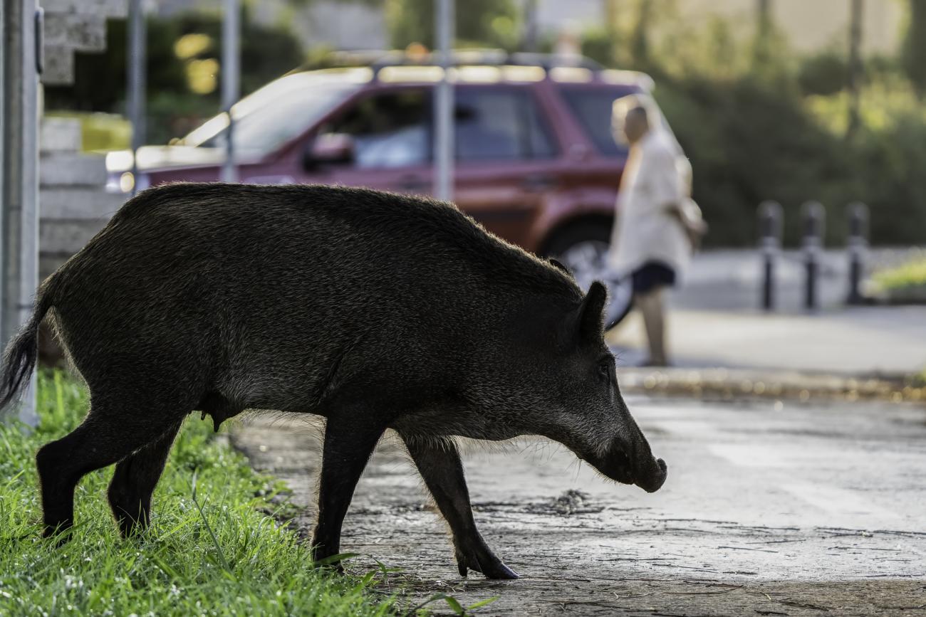Wild boars in the urban environment 