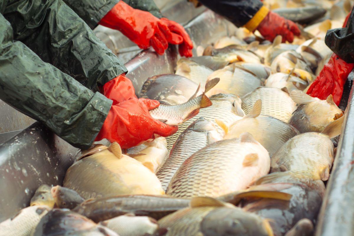 From eggs to plate: Eco-Ark keeps alive the dream of sustainable fish farming