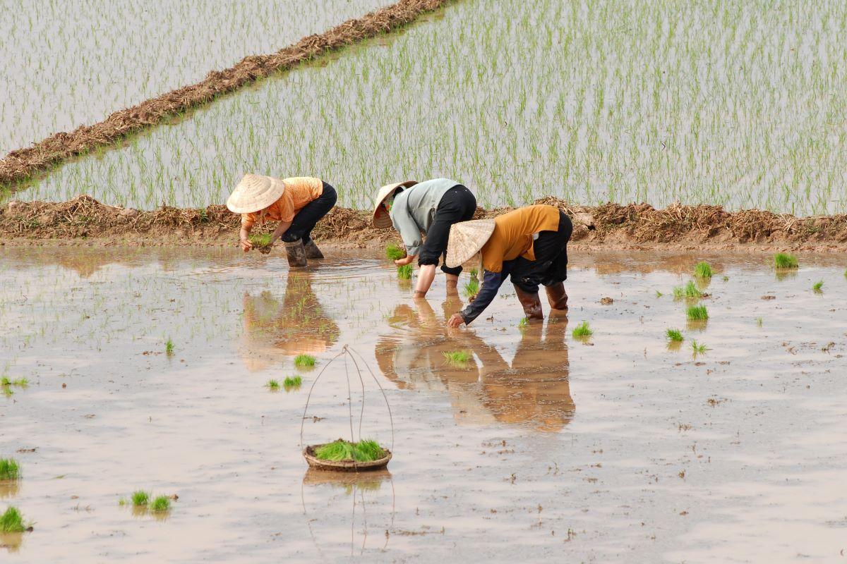 Transforming Rice Farming to Combat Climate Change