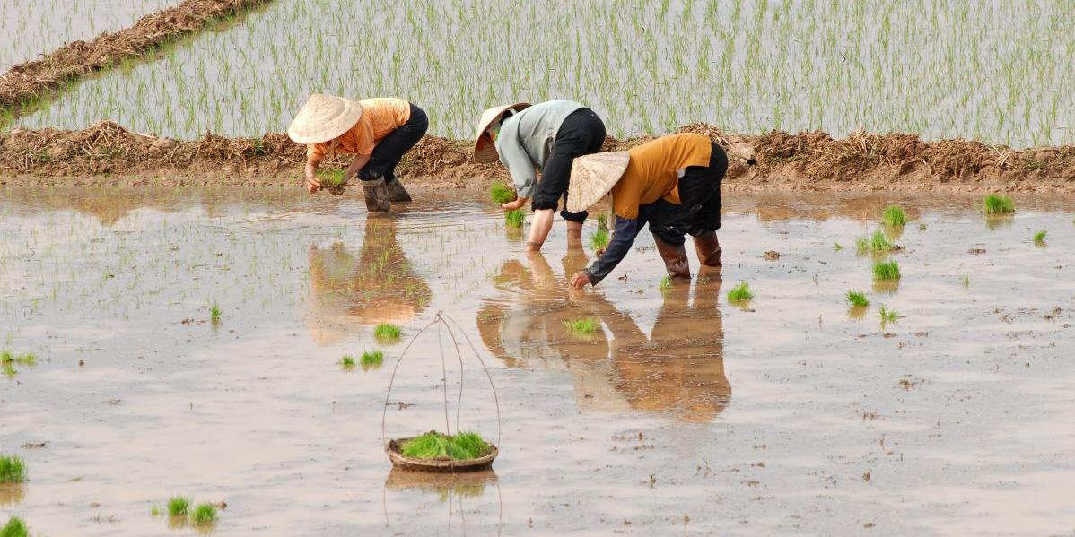 Transforming Rice Farming to Combat Climate Change | SMU Newsroom